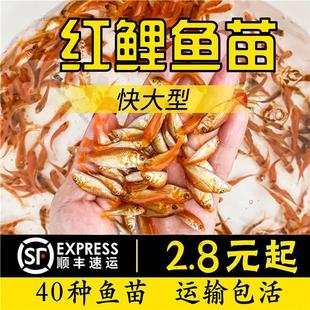 四川红鲤鱼苗可食用观赏红鲤鱼兴国红鲤鱼苗大荷包红鲤鱼苗鲤鱼苗