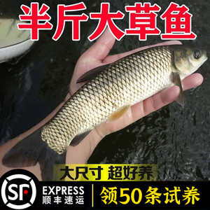 优质大草鱼苗30cm大规格半斤皖鱼苗花鲢鱼白鲢鱼螺丝青鱼鲫鱼包活