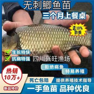 四川优质无刺鲫鱼苗鲫鱼中科5号鲫鱼苗本地鲫鱼苗淡水活体鲫鱼苗