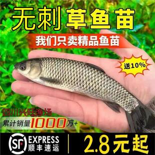 四川无刺大草鱼苗特大规格半斤一斤20厘米淡水养殖食用皖鱼草鱼苗