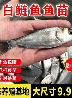 四川白鲢鱼苗白莲鱼鲢鳙水鲢淡水食用养殖冷水观赏鱼苗活体大鱼苗