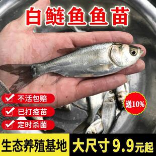 四川白鲢鱼苗白莲鱼鲢鳙水鲢淡水食用养殖冷水观赏鱼苗活体大鱼苗
