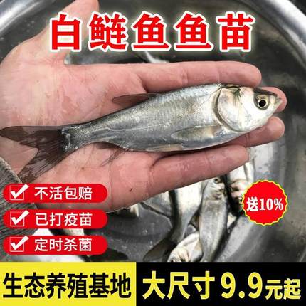四川白鲢鱼苗白莲鱼鲢鳙水鲢淡水食用养殖冷水观赏鱼苗活体大鱼苗