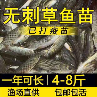 四川无刺草鱼鱼苗淡水养殖食用半斤特大无刺草鱼苗无刺草鱼苗