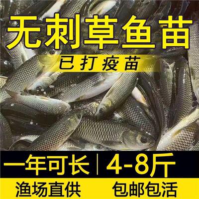四川无刺草鱼鱼苗淡水养殖食用半斤特大无刺草鱼苗无刺草鱼苗