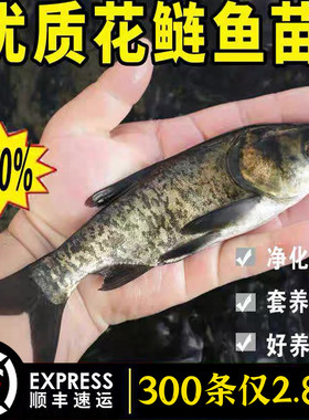 花鲢鱼苗淡水养殖食用活鱼胖头特大鲢鳙雄鱼冷水观赏大头鱼苗
