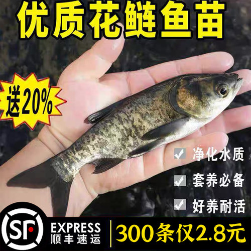 花鲢鱼苗淡水养殖食用活鱼胖头特大鲢鳙雄鱼冷水观赏大头鱼苗