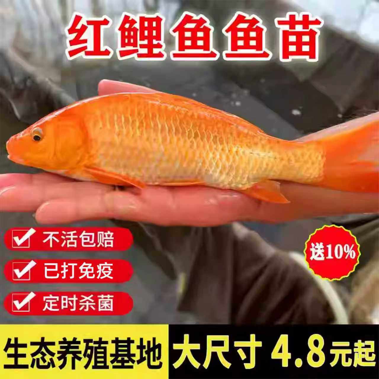四川红鲤鱼苗兴国荷包冷水鱼鱼苗活体淡水养殖观赏鱼精品耐养