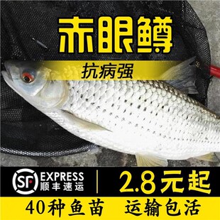 四川赤眼鳟鱼苗红眼鱼喂乌龟小鱼苗淡水活体鱼塘养殖赤眼好养鱼苗