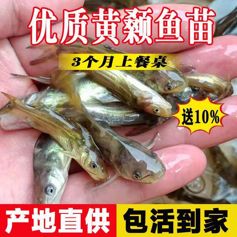 四川黄骨鱼苗黄颡鱼苗淡水养殖食用黄丫头黄鸭叫昂刺鱼黄辣丁鱼苗