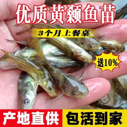 四川黄骨鱼苗黄颡鱼苗淡水养殖食用黄丫头黄鸭叫昂刺鱼黄辣丁鱼苗