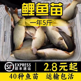 四川特大黑鲤鱼苗淡水养殖食用特大建鲤鱼苗稻花鲤鱼红尾鲤鱼鱼苗