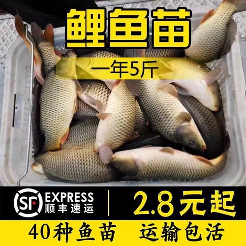 四川特大黑鲤鱼苗淡水养殖食用特大建鲤鱼苗稻花鲤鱼红尾鲤鱼鱼苗