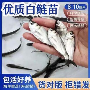 四川白鲢鱼苗花鲢鱼苗大头鱼苗胖头鱼苗白莲鳙鱼苗雄鱼苗净化水质