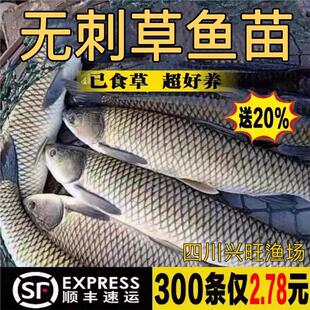四川无刺草鱼黑脆皖鱼鱼塘苗半斤一斤草鱼苗淡水鱼苗特大养殖食用