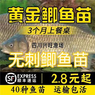 四川优质无刺黄金鲫鱼苗中科5号鲫鱼苗本地鲫鱼苗淡水活体鲫鱼苗