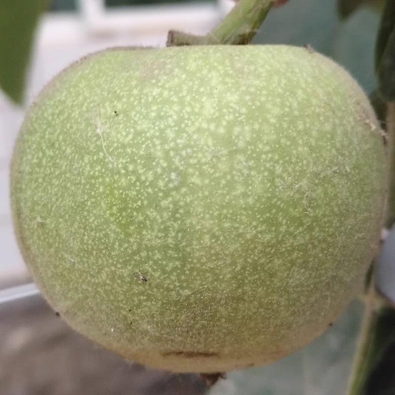 核桃文玩赌青皮蛤蟆头满天星苹果园盘玩四座楼狮子头磨盘麒麟官帽