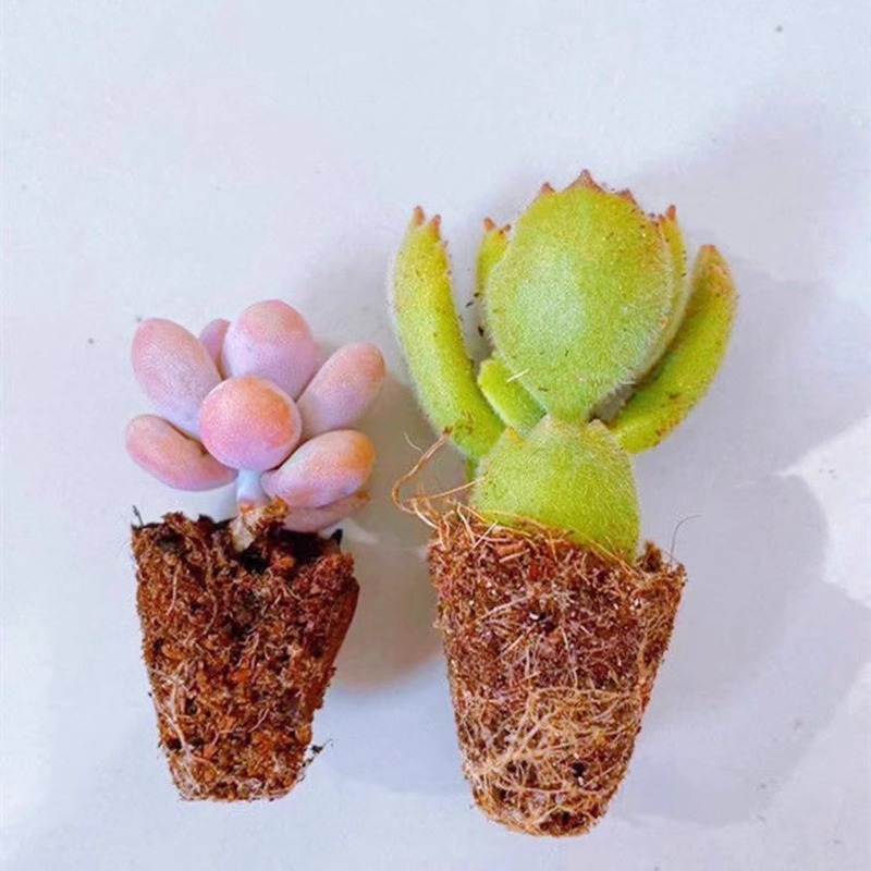 多肉植物 桃蛋 吸财树 钱串 熊童子 新手套餐 室内桌面易成活绿植