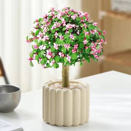 带盆栽好金枝玉叶好养活