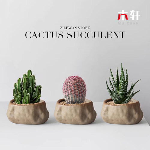 万重山盆栽网红多肉植物