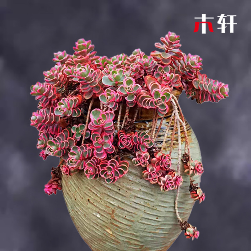 群生多肉植物小球玫瑰锦多头老桩室内虹之玉锦蒂亚肉肉植物小盆栽