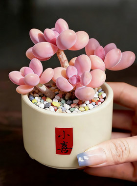 进口新品阳台绿植盆栽生日礼物