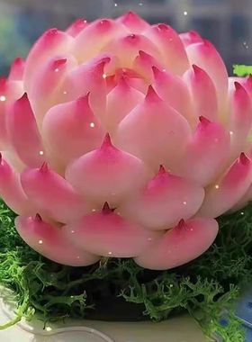 韩版进口多肉侧影法兰西女王桌面庭院趣味盆栽绿植麦秆新手好养活