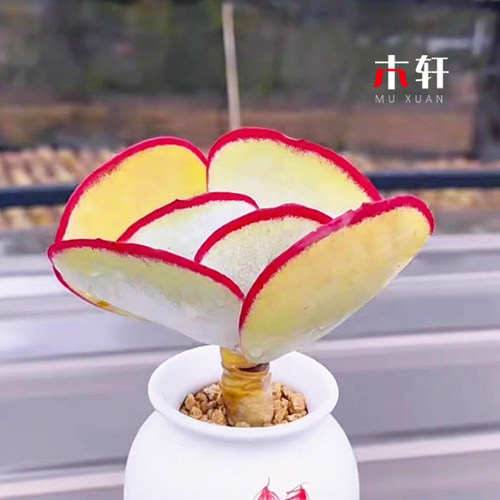 白眉多肉植物超仙气肉