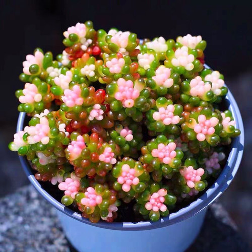 木轩室内好养活防辐射组合多肉