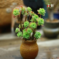 Rare succulent plant Alan combination potted plant, indoor desktop small potted plant, bonsai, green plant and flower wholesale, easy to take care of thumbnail 4