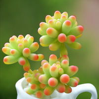 Rare succulent plant Alan combination potted plant, indoor desktop small potted plant, bonsai, green plant and flower wholesale, easy to take care of thumbnail 7