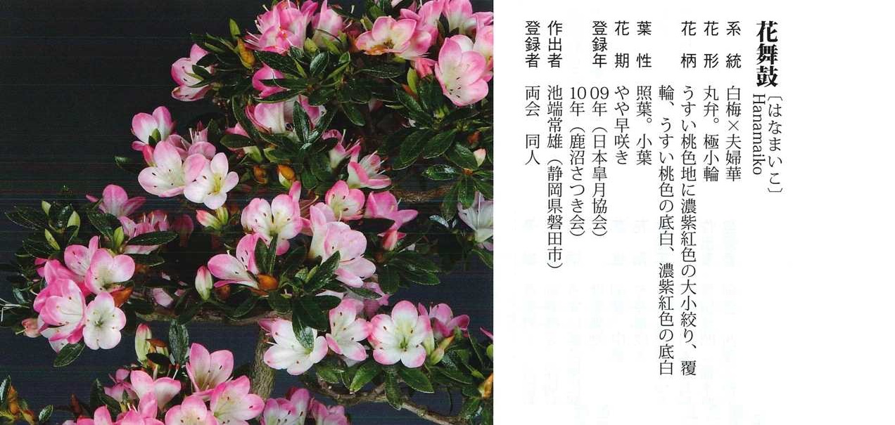 皋月杜鹃  ： 花舞鼓（极小花 小叶 多色 单瓣） 鲜花速递/花卉仿真/绿植园艺 时令草本花卉 原图主图