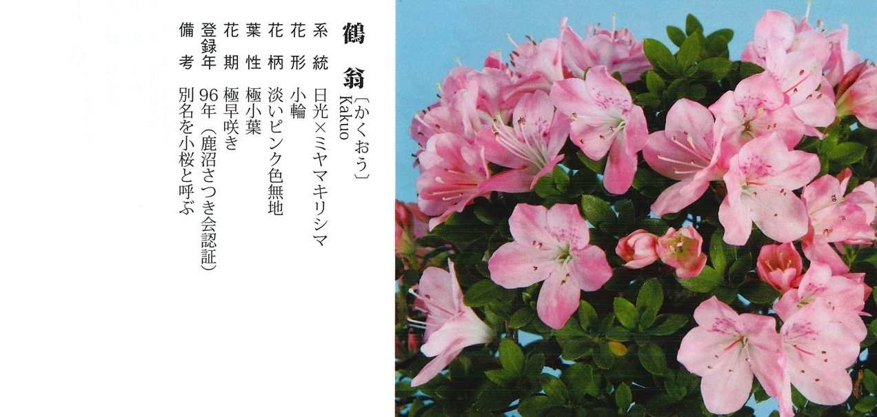 皋月杜鹃(深山雾岛基因): 鹤翁(小花 极小叶 单色 单瓣)