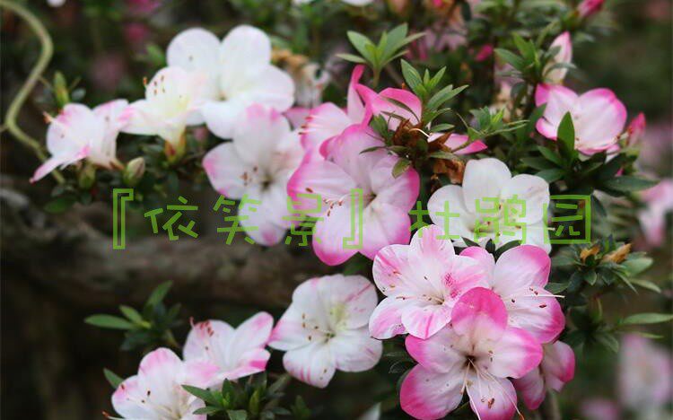 皋月杜鹃 : 碧空(小花 小叶 多色 单瓣)