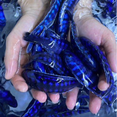 蓝精灵蓝斑马溪流缸三湖慈鲷热带鱼观赏淡水活体群游好养耐养坦鲷