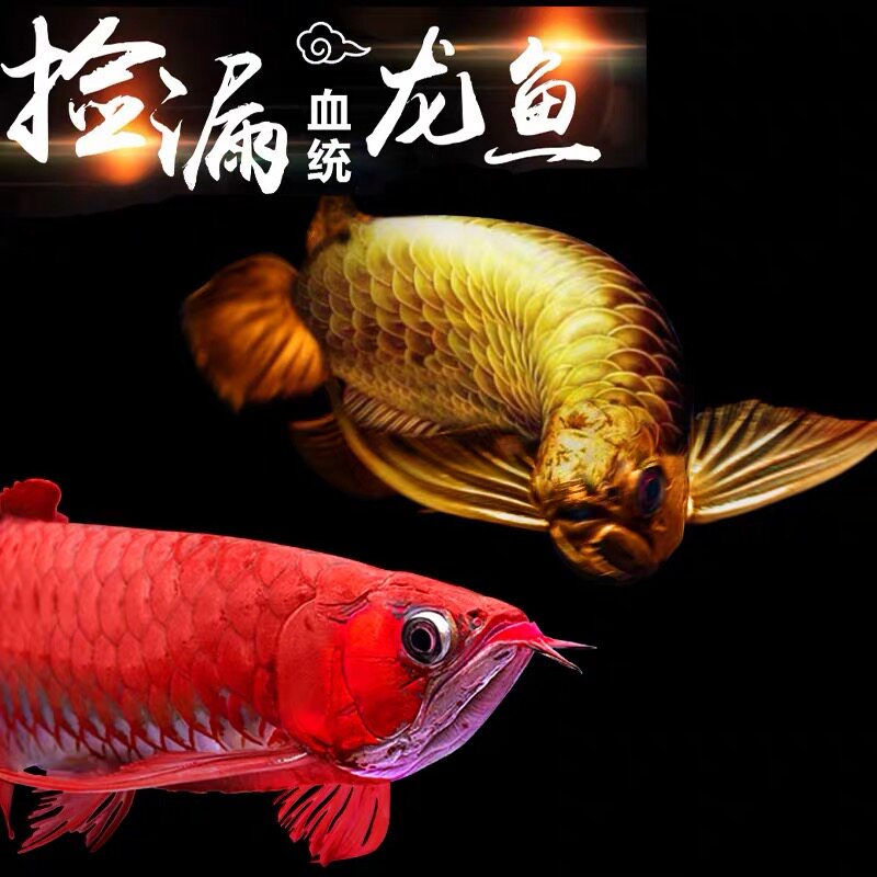 印尼红龙鱼辣椒血统古典过背金龙鱼