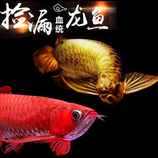 印尼红龙鱼辣椒血统古典过背金龙鱼金头24k金活鱼观赏鱼活体热带
