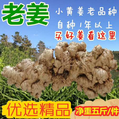 新鲜无农残5斤红芽现挖小黄姜