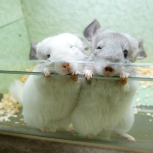 粉白纯白银斑龙猫2020春季 没有黄屁屁 现货无需预订