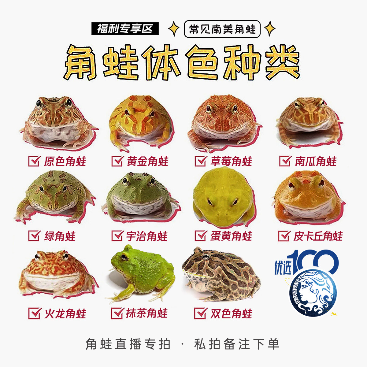 精品南美角蛙全品类直播两膝活体爬行可爱温顺异宠物热卖活动包邮