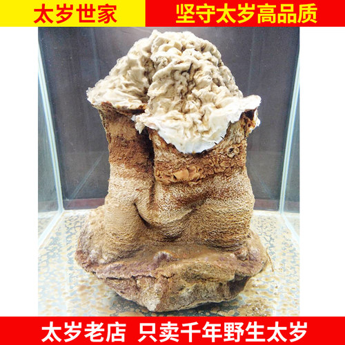长白山太岁野生太岁肉灵芝