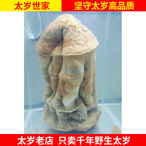 野生太岁肉灵芝长白山太岁
