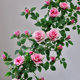 仿真玫瑰花藤花墙假花装 饰花藤条塑料花藤蔓植物空调管道遮挡造景