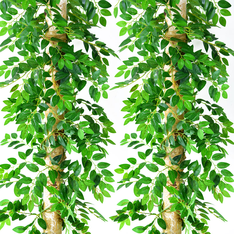 紫藤叶太长啦！2米2效果绝了