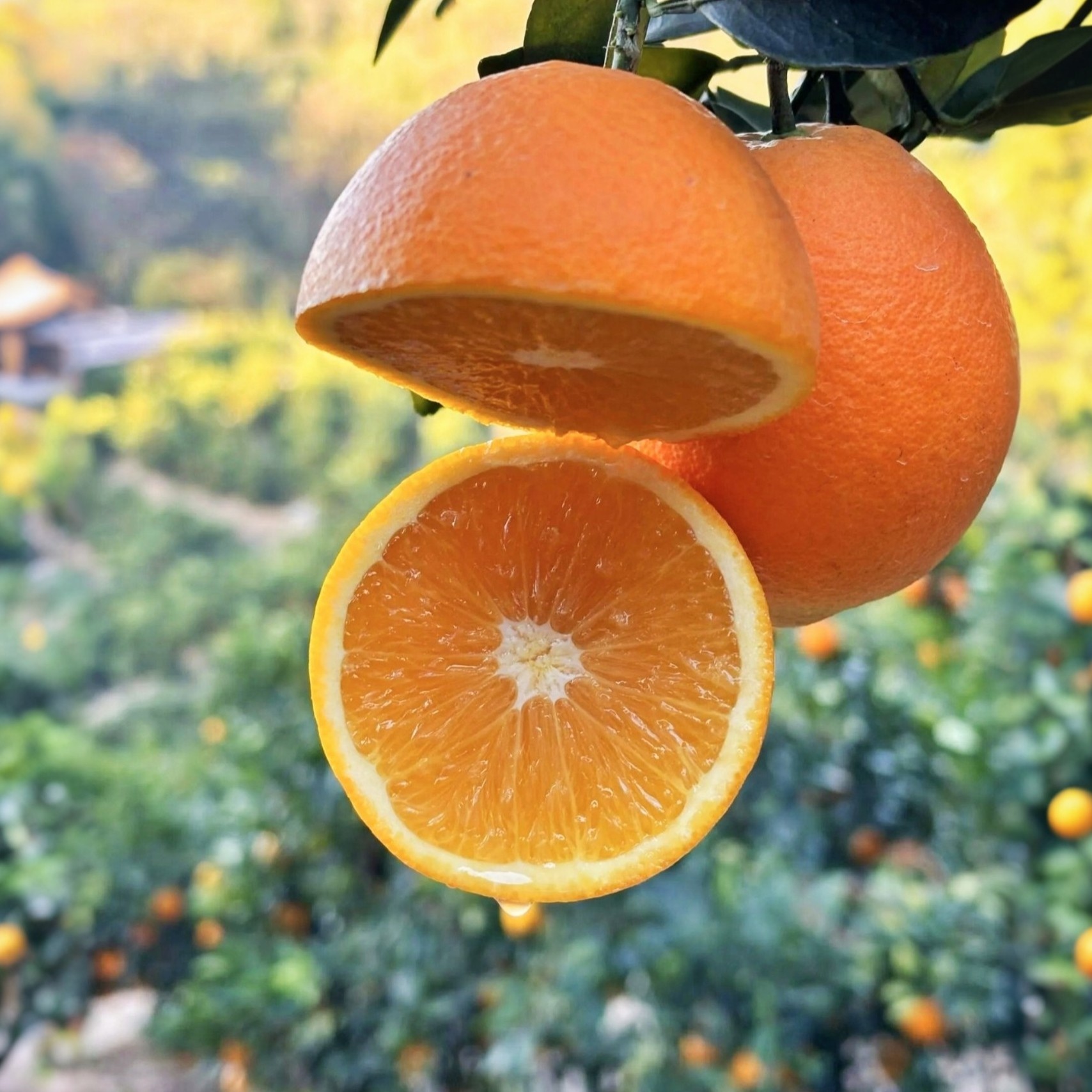 赣南脐橙新鲜应季水果江西赣州橙子现摘直发正宗农家果园整箱包邮