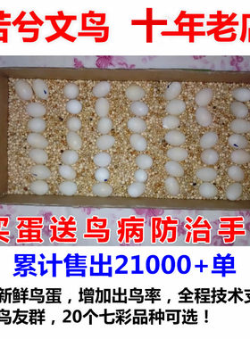 若兮七彩可孵五枚包邮镇店小型