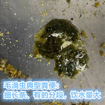 体内驱虫 活体鸟 虎皮 玄凤 文鸟活体 鸟虫净  毛滴虫 球虫 驱虫