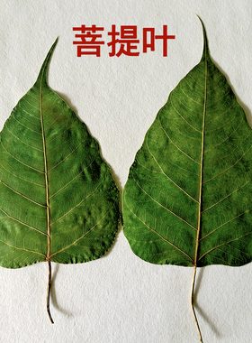 菩提叶干叶子真叶子DIY画画美术材料