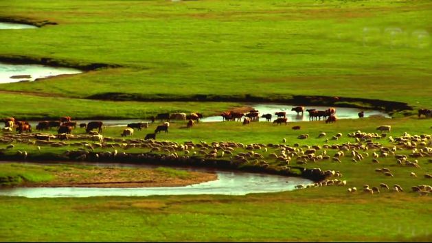 内蒙古大草原放牧牛羊马成群 蒙古草原歌曲LED舞台背景视频素材