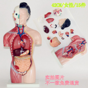 人体器官结构解剖模型全身内脏大脑心脏躯干模特教学医学儿童拼图